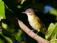 0J6A0186Yellow-green_Vireo_Marathon_TX