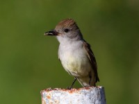 0J6A0194Ash-throated_Flycatcher