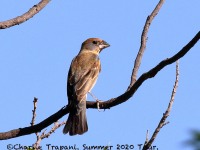 0J6A0215Blue_Grosbeak