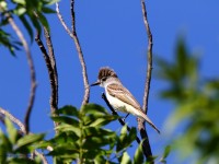 0J6A0220Ash-throated_Flycatcher_Marathon_TX