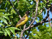 0J6A0233Scotts_Oriole