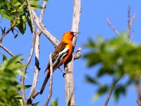 0J6A0244Streak-backed_Oriole_Marathon_TX