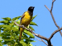 0J6A0254Scotts_Oriole