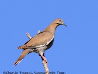 0J6A0274White-winged_Dove