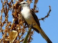 0J6A0299Scissor-tailed_Flycatcher