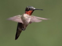 0J6A0305Ruby-throated_Hummingbird