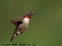 0J6A0308Ruby-throated_Hummingbird