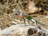 0J6A0317Earless_Lizard