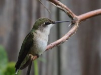 0J6A0351Ruby-throated_Hummingbird