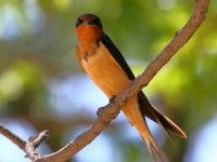 0J6A0375Barn_Swallow