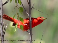 0J6A0404Summer_Tanager