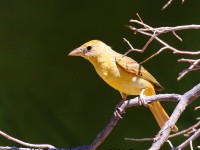 0J6A0432Summer_Tanager