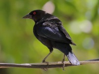 0J6A0458Bronzed_Cowbird