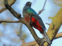 0J6A0498Eared_Quetzal