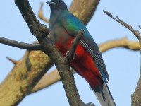 0J6A0509Eared_Quetzal