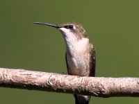 0J6A0545Ruby-throated_Hummingbird