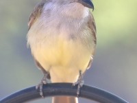 0J6A0588Brown-Crested_Flycatcher