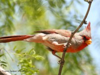 0J6A0626Pyrrhuloxia