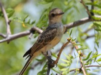 0J6A0656Vermilion_Flycatcher