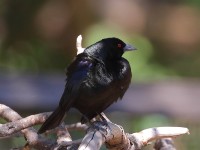 0J6A0756Bronzed_Cowbird