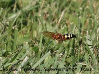 0J6A0825Cicada_Killer_Wasp