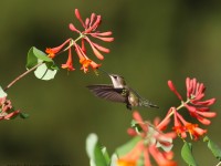 0J6A0922Ruby-throated_Hummingbird