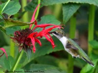 0J6A0969Ruby-throated_Hummingbird