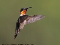 0J6A1019Ruby-throated_Hummingbird