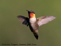 0J6A1021Ruby-throated_Hummingbird