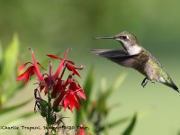 0J6A1033Ruby-throated_Hummingbird