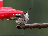 0J6A1081Ruby-throated_Hummingbird