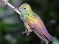 0J6A4871Berylline_Hummingbird