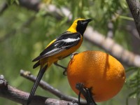 0J6A4942Hooded_Oriole