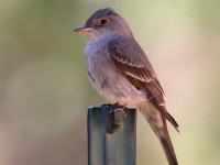 0J6A4993Western_Wood_Pewee