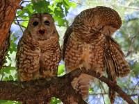 0J6A5030Spotted_Owls