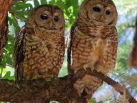 0J6A5043Spotted_Owls