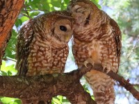 0J6A5054Spotted_Owls