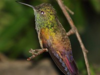 0J6A5138Berylline_Hummingbird