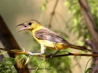 0J6A5294Hooded_Oriole