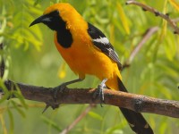 0J6A5364Hooded_Oriole