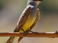 0J6A5428Cassins_Kingbird