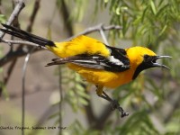 0J6A5494Hooded_Oriole