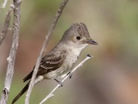 0J6A5515Western_Wood_Pewee