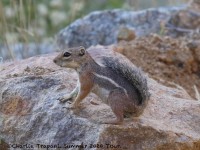 0J6A5542Antelope_Squirrel