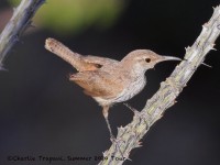 0J6A5622Rock_Wren