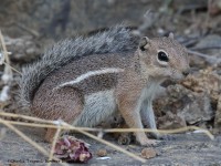 0J6A5651Antelope_Squirrel