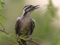 0J6A5776Ladder-backed_woodpecker