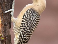 0J6A5785Gila_Woodpecker