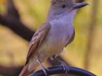 0J6A5806Brown-crested_Flycatcher