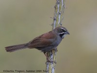 0J6A6004Five-striped_Sparrow